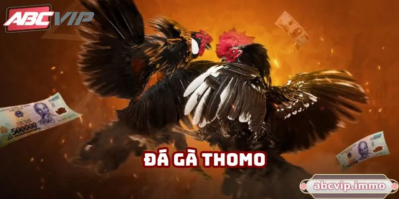 Đá Gà Thomo - Đấu Trường Thực Thụ Cho Những Tay Chơi Đích Thực