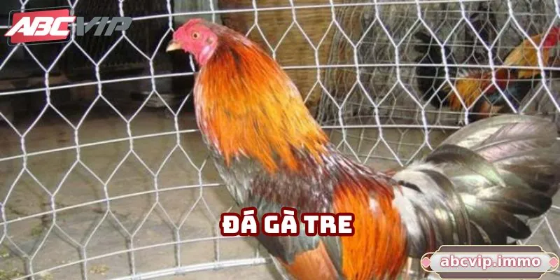 Đá Gà Tre - Giải Trí Hấp Dẫn Cùng Cơ Hội Trúng Thưởng Lớn