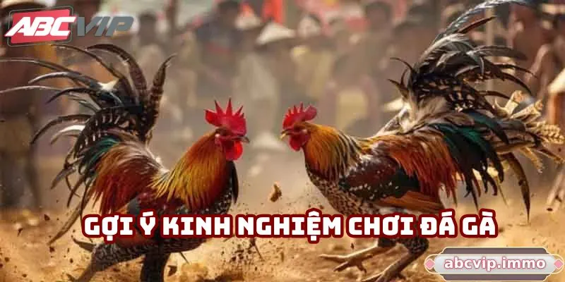Gợi ý kinh nghiệm chơi đá gà