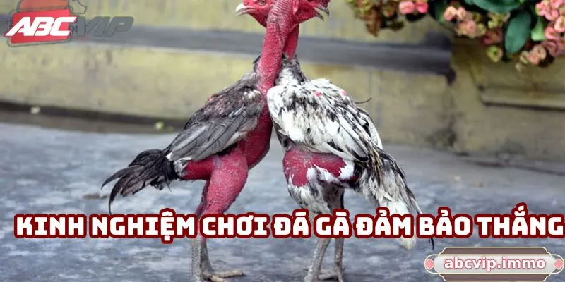 Kinh nghiệm chơi đá gà đảm bảo thắng