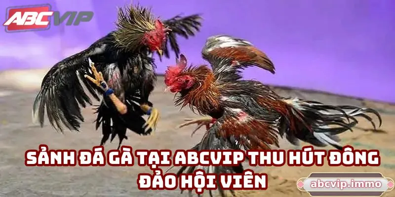 Sảnh đá gà tại ABCVIP thu hút đông đảo hội viên