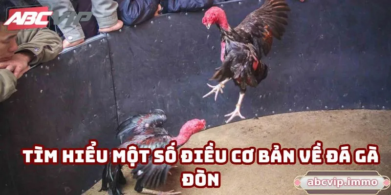 Tìm hiểu một số điều cơ bản về đá gà đòn